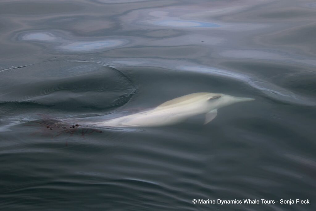 common dolphin, whale watching, gansbaai, south africa