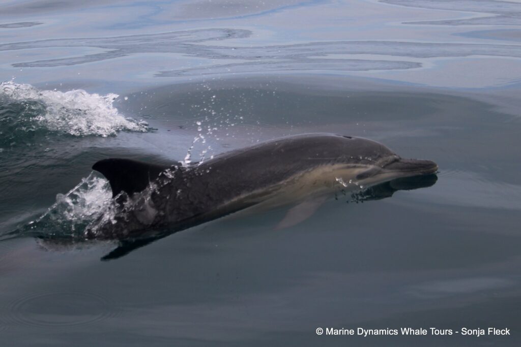 common dolphin, whale watching, gansbaai, south africa
