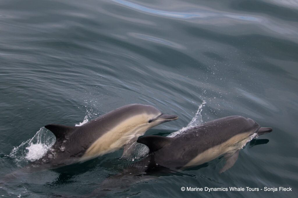 common dolphin, whale watching, gansbaai, south africa