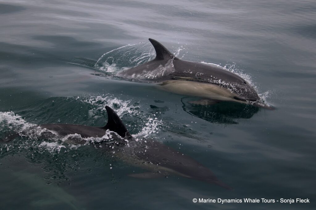 common dolphin, whale watching, gansbaai, south africa