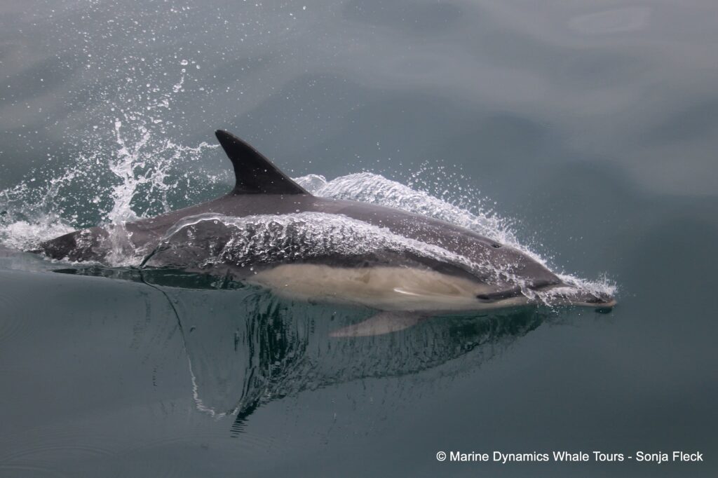 common dolphin, whale watching, gansbaai, south africa