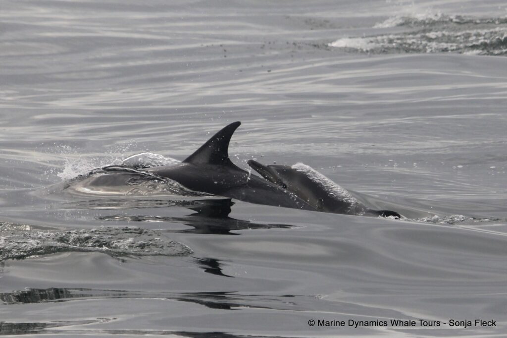 common dolphin, whale watching, gansbaai, south africa