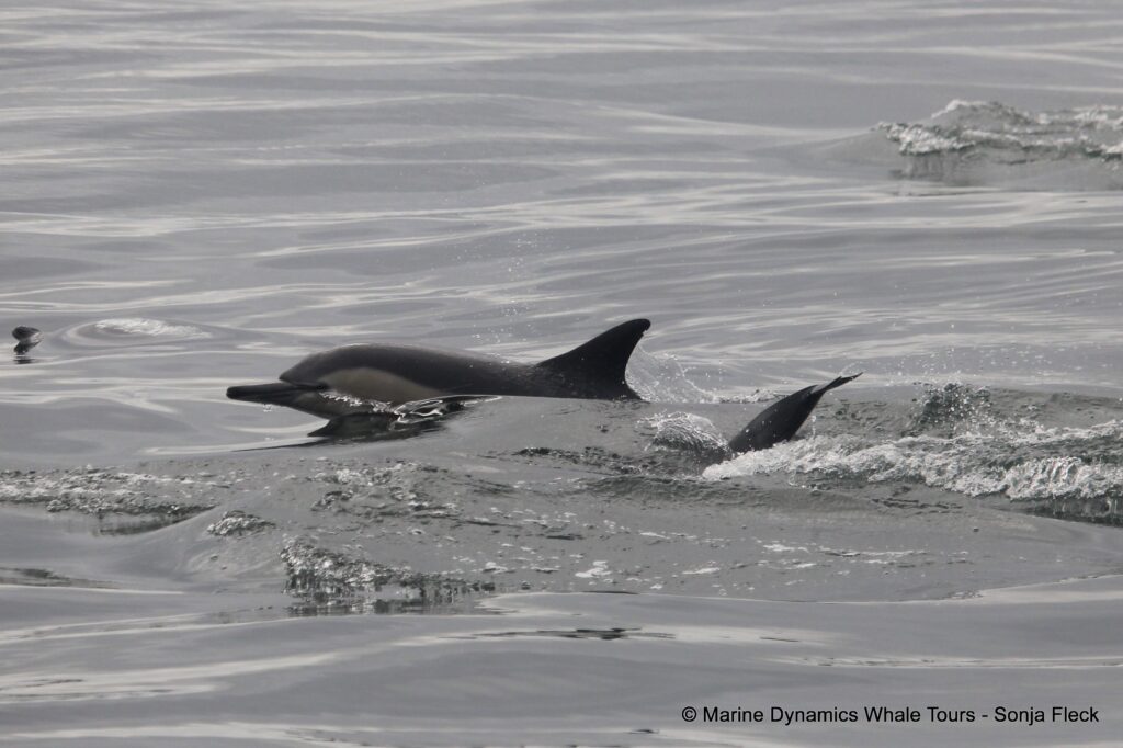 common dolphin, whale watching, gansbaai, south africa
