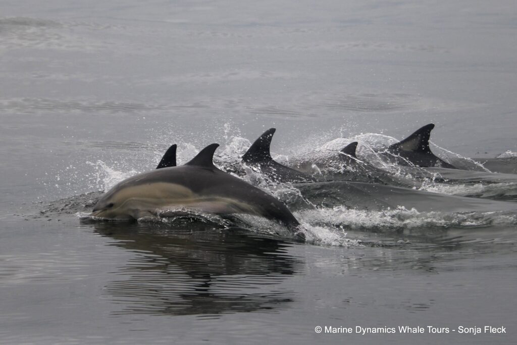 common dolphin, whale watching, gansbaai, south africa