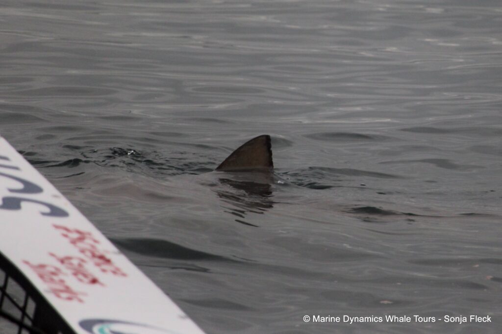 bronze whaler shark, whale watching, gansbaai, south africa,