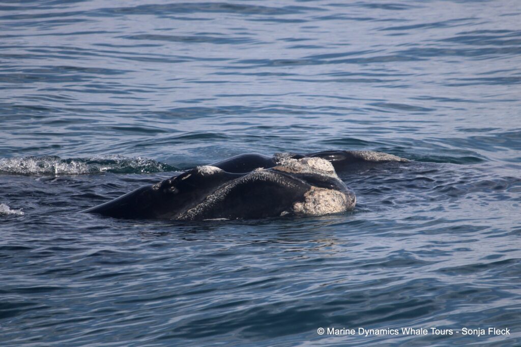 Southern right whale, whale watching, gansbaai, south africa,
