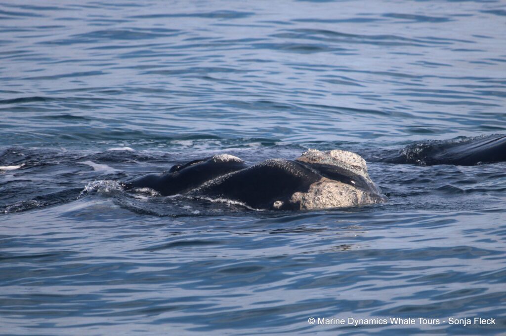 Southern right whale, whale watching, gansbaai, south africa,
