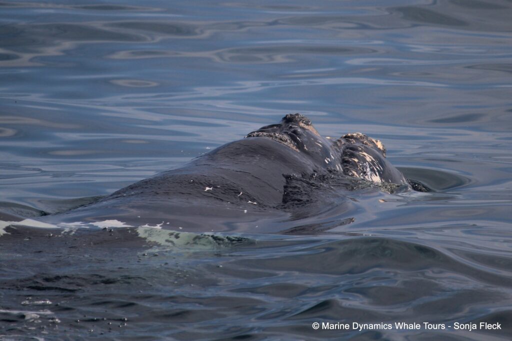 Southern right whale, whale watching, gansbaai, south africa,