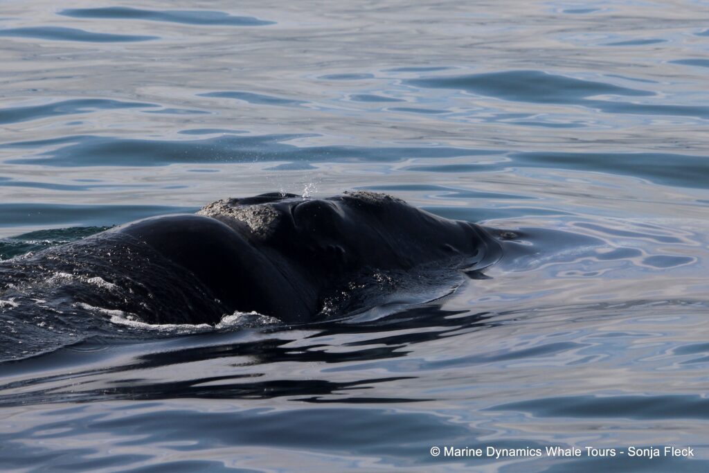 Southern right whale, whale watching, gansbaai, south africa,