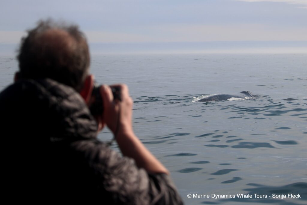 Southern right whale, whale watching, gansbaai, south africa,