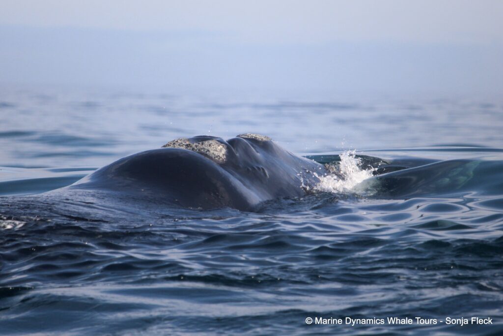 Southern right whale, whale watching, gansbaai, south africa,