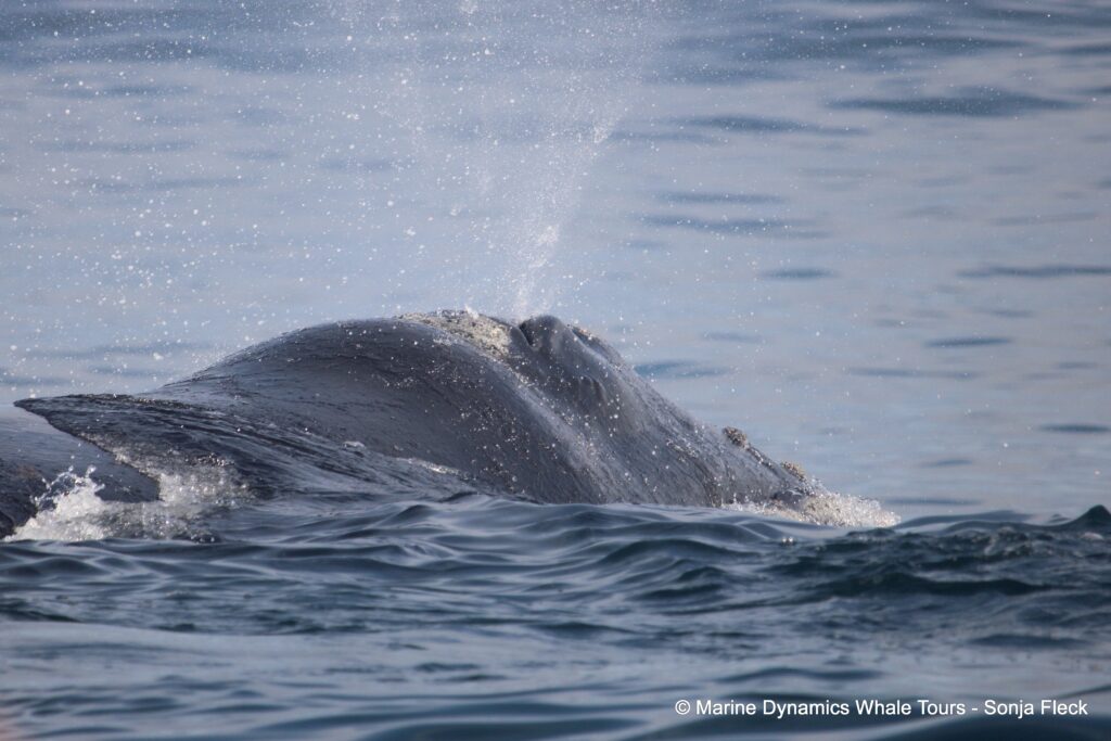 Southern right whale, whale watching, gansbaai, south africa,