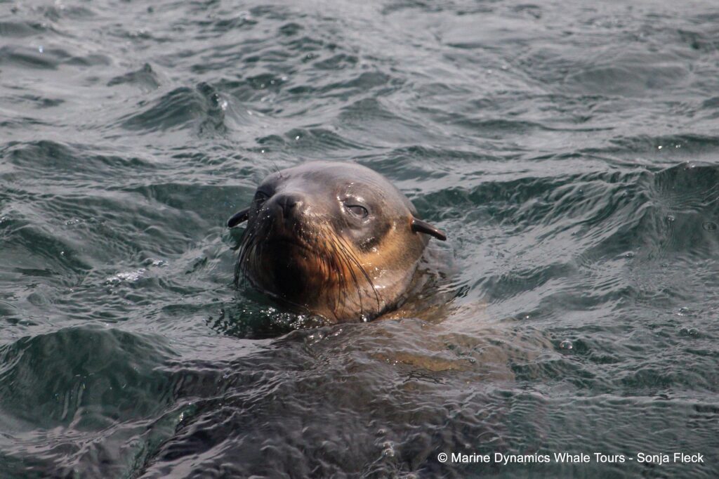 cape fur seal, whale watching, gansbaai, south africa