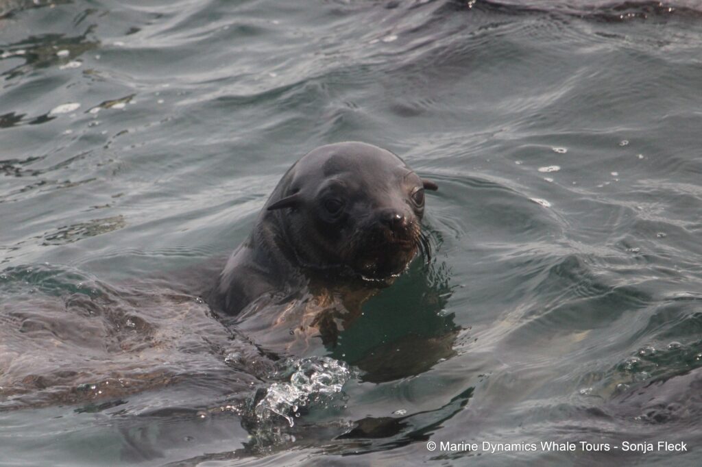 cape fur seal, whale watching, gansbaai, south africa