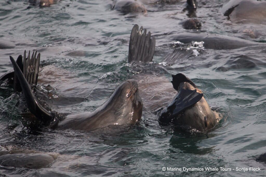 cape fur seal, whale watching, gansbaai, south africa
