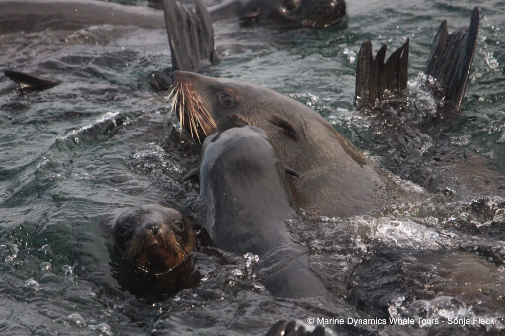 cape fur seal, whale watching, gansbaai, south africa