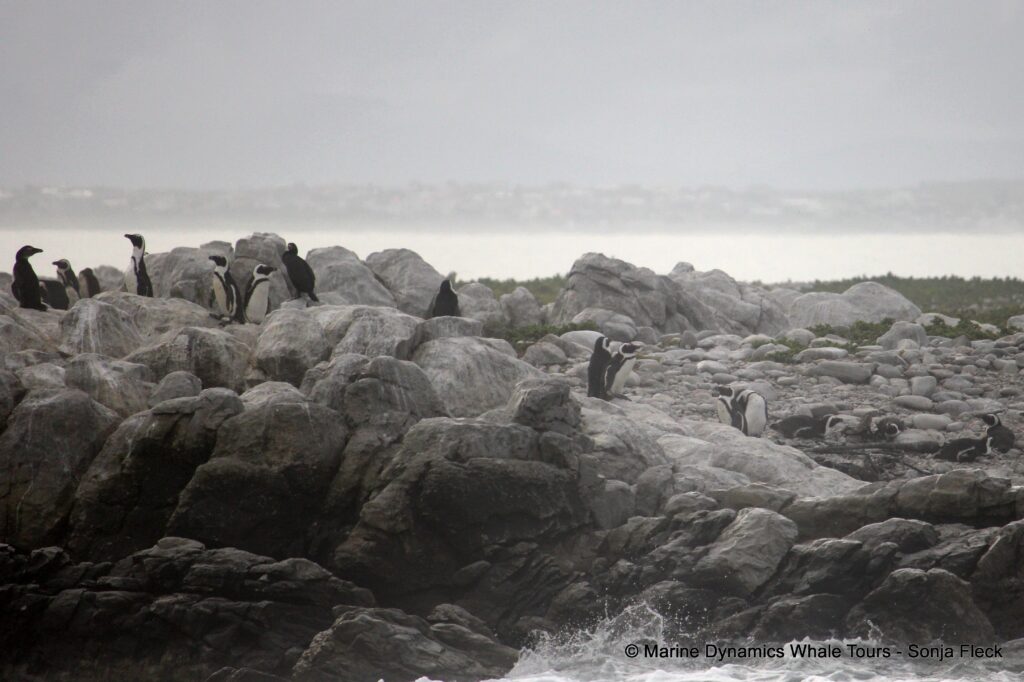 african penguin, whale watching, gansbaai, south africa