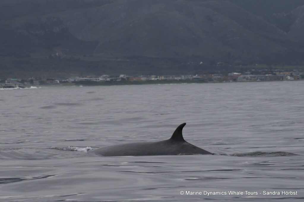 bryde's whale, whale watching, gansbaai, south africa,