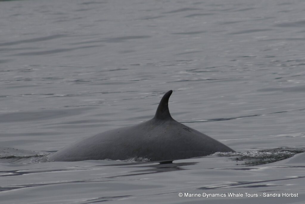 bryde's whale, whale watching, gansbaai, south africa,