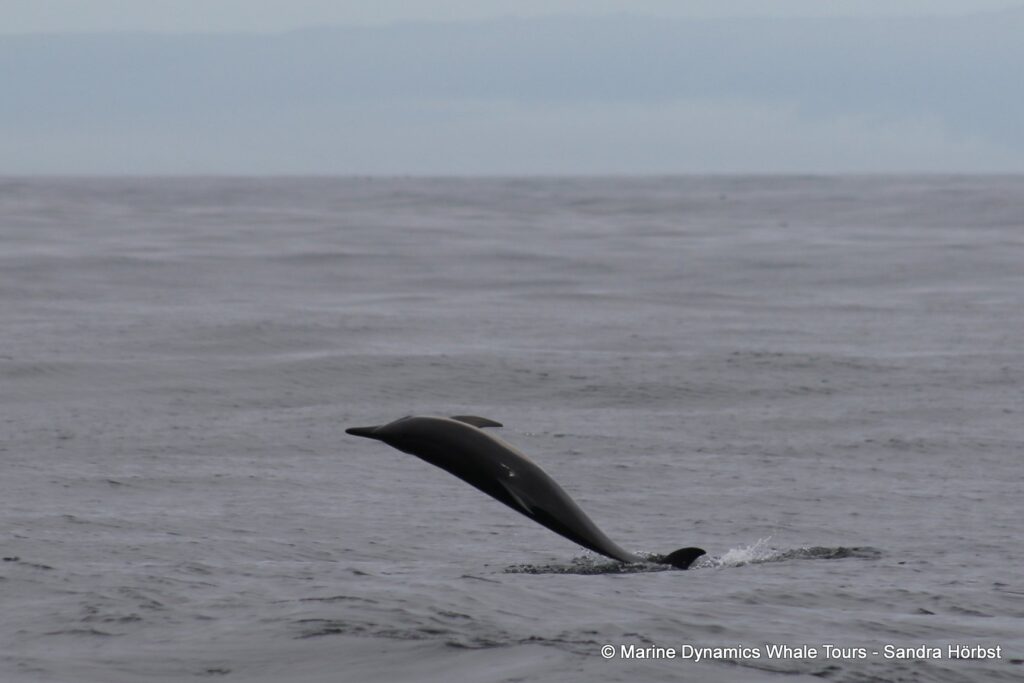 common dolphin, whale watching, gansbaai, south africa