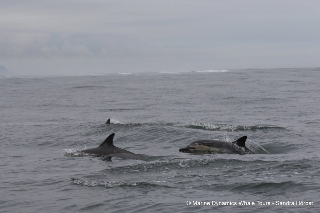 common dolphin, whale watching, gansbaai, south africa