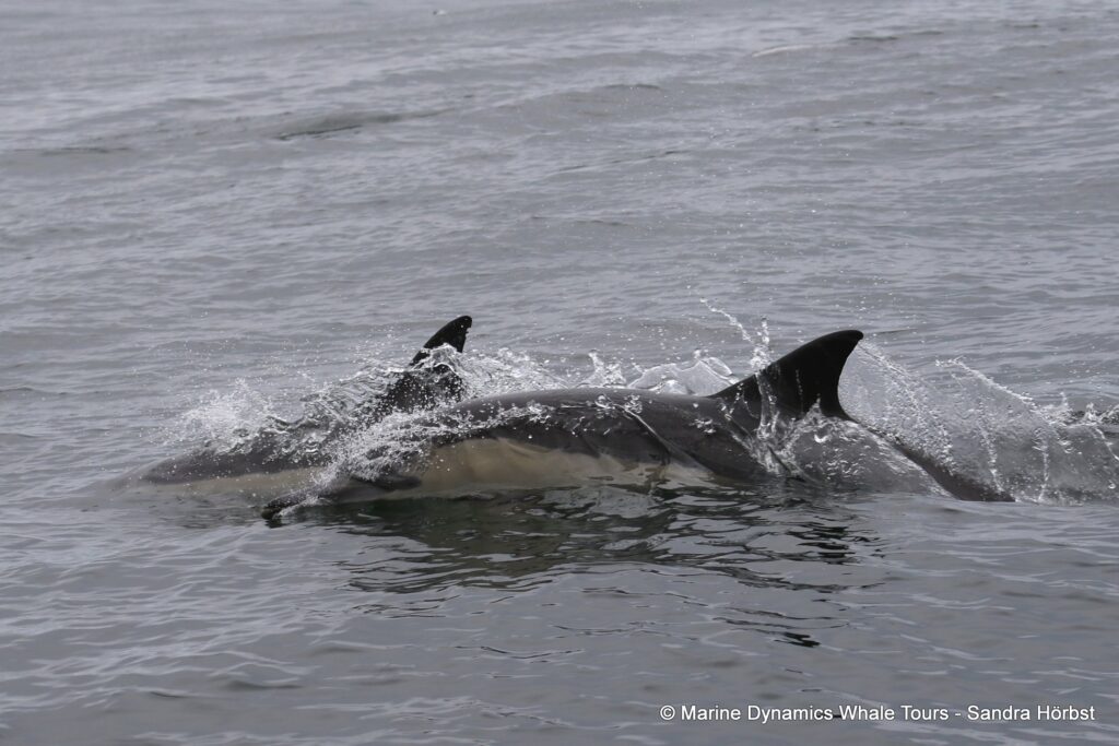 common dolphin, whale watching, gansbaai, south africa