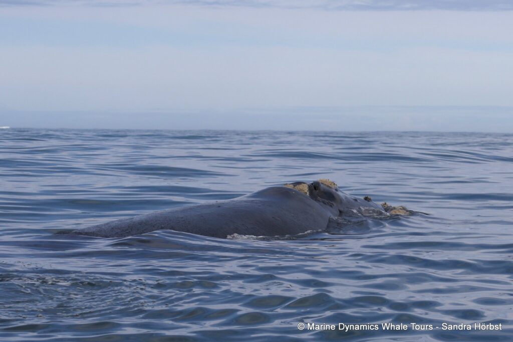 Southern right whale, whale watching, gansbaai, south africa,