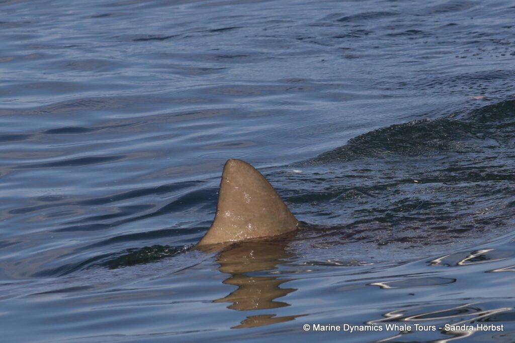 bronze whaler shark, whale watching, gansbaai, south africa,
