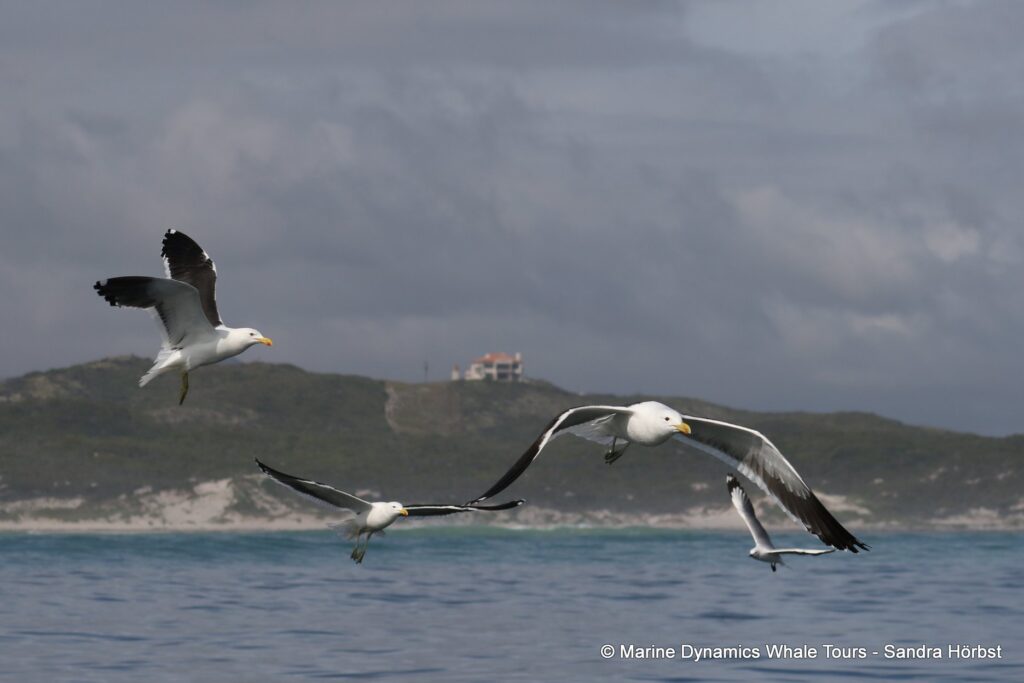 gull, whale watching, gansbaai, south africa,