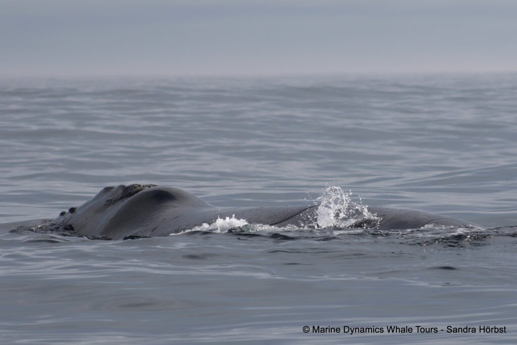 Southern right whale, whale watching, gansbaai, south africa,