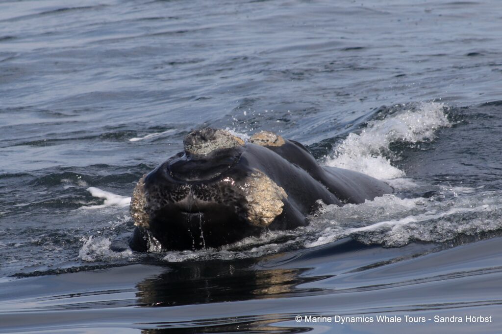 Southern right whale, whale watching, gansbaai, south africa,