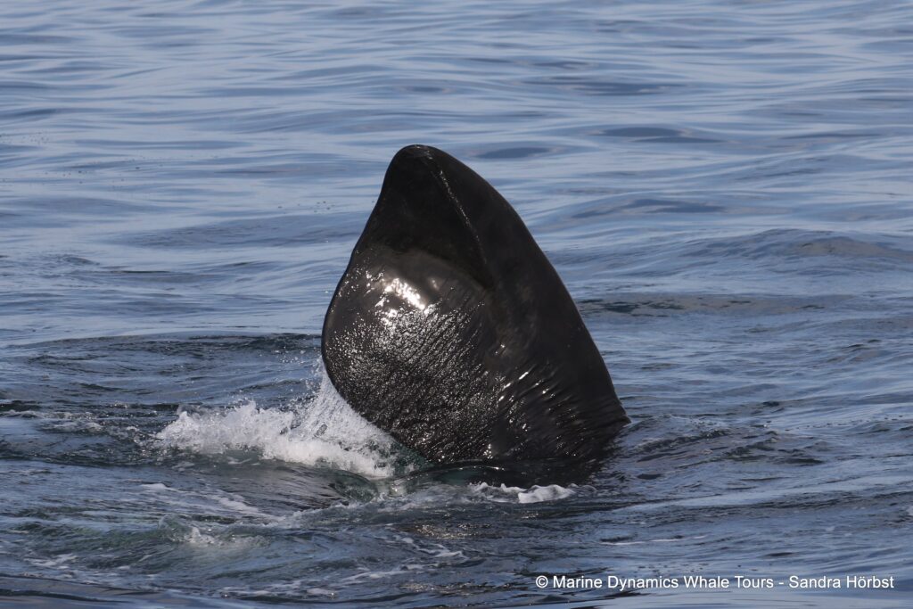Southern right whale, whale watching, gansbaai, south africa,