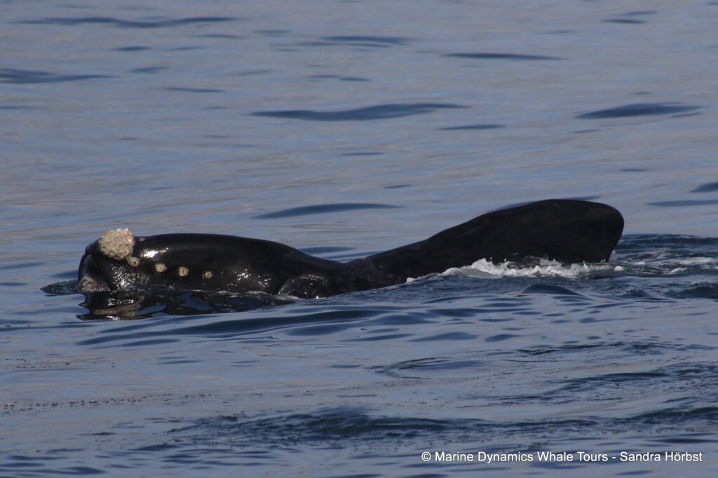 Southern right whale, whale watching, gansbaai, south africa,