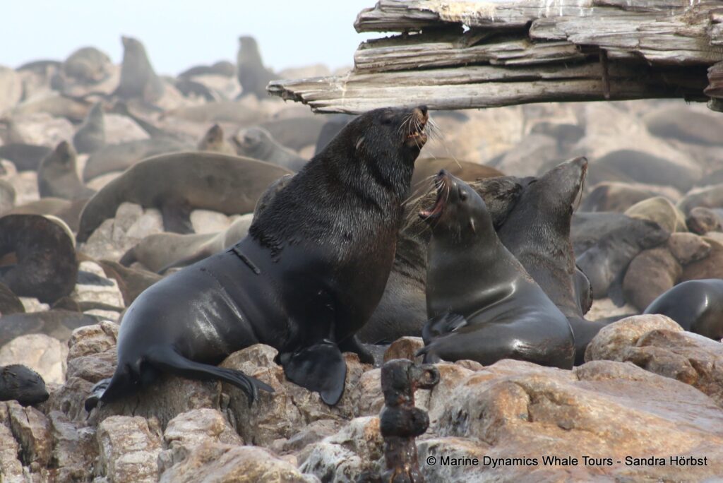 cape fur seal, whale watching, gansbaai, south africa
