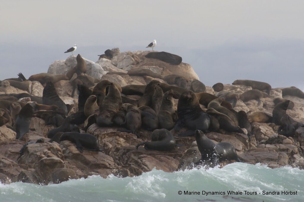 cape fur seal, whale watching, gansbaai, south africa