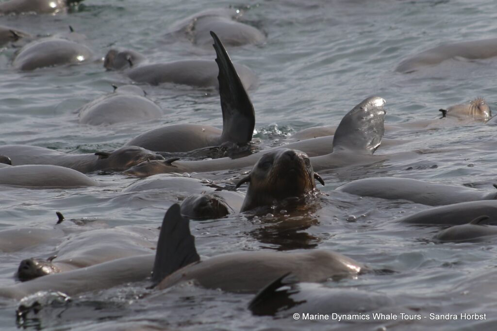 cape fur seal, whale watching, gansbaai, south africa