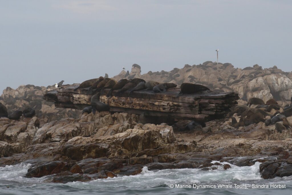 cape fur seal, whale watching, gansbaai, south africa