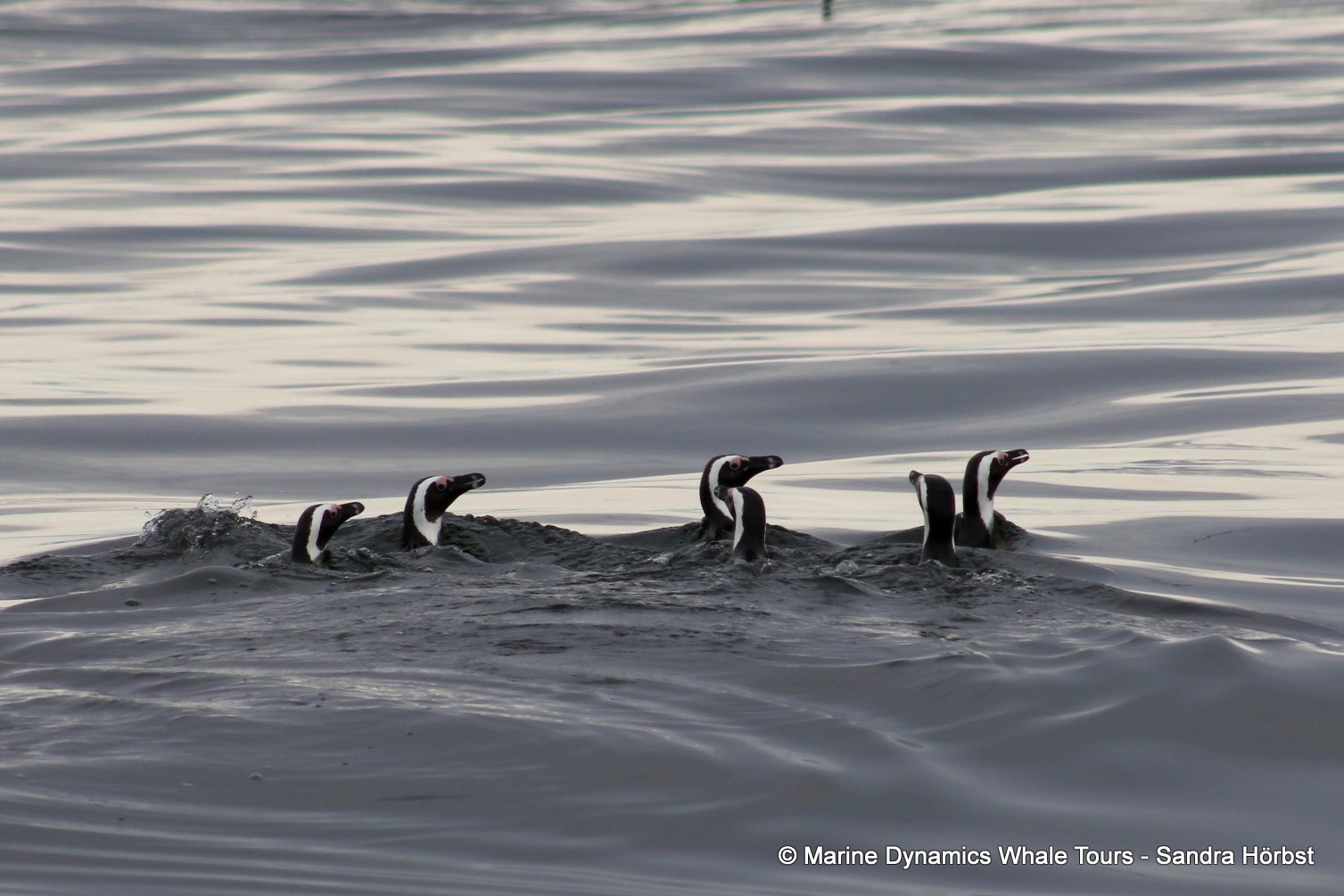 Marine Big 5 Daily Blog 10 September