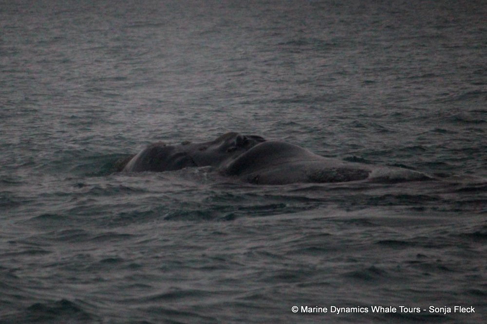 Southern right whale, whale watching, gansbaai, south africa,