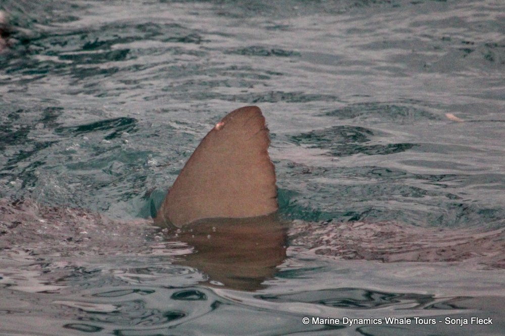 bronze whaler shark, whale watching, gansbaai, south africa,