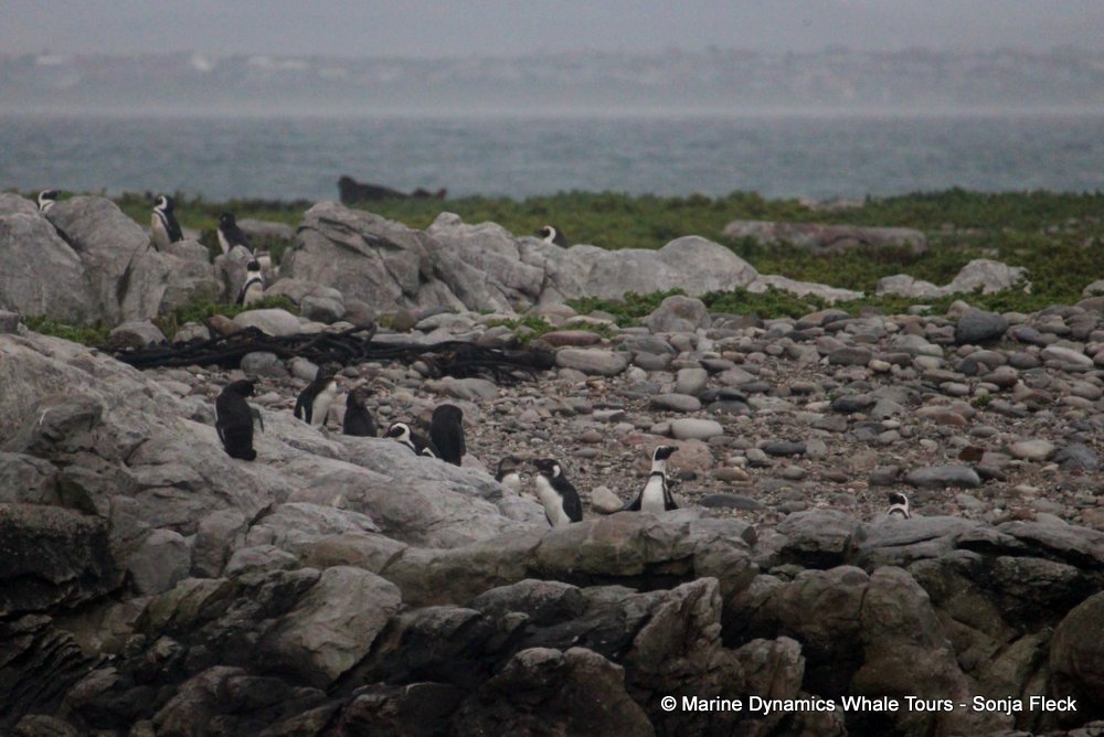 african penguin, whale watching, gansbaai, south africa