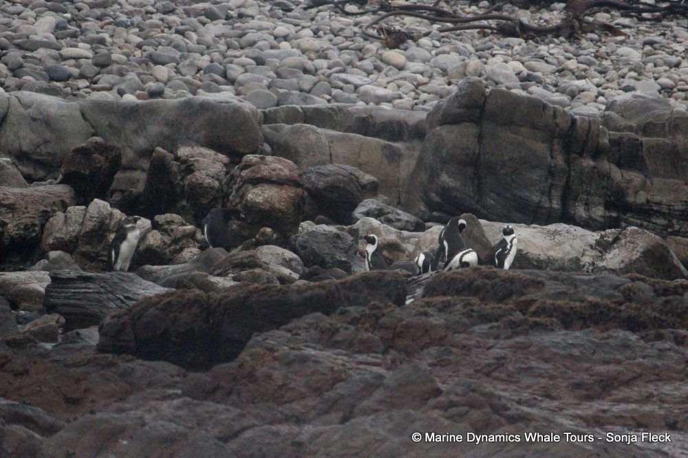 african penguin, whale watching, gansbaai, south africa