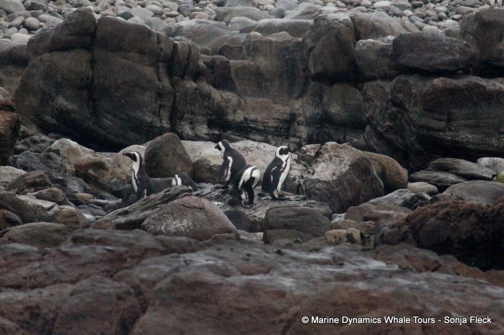african penguin, whale watching, gansbaai, south africa