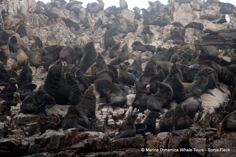 cape fur seal, whale watching, gansbaai, south africa