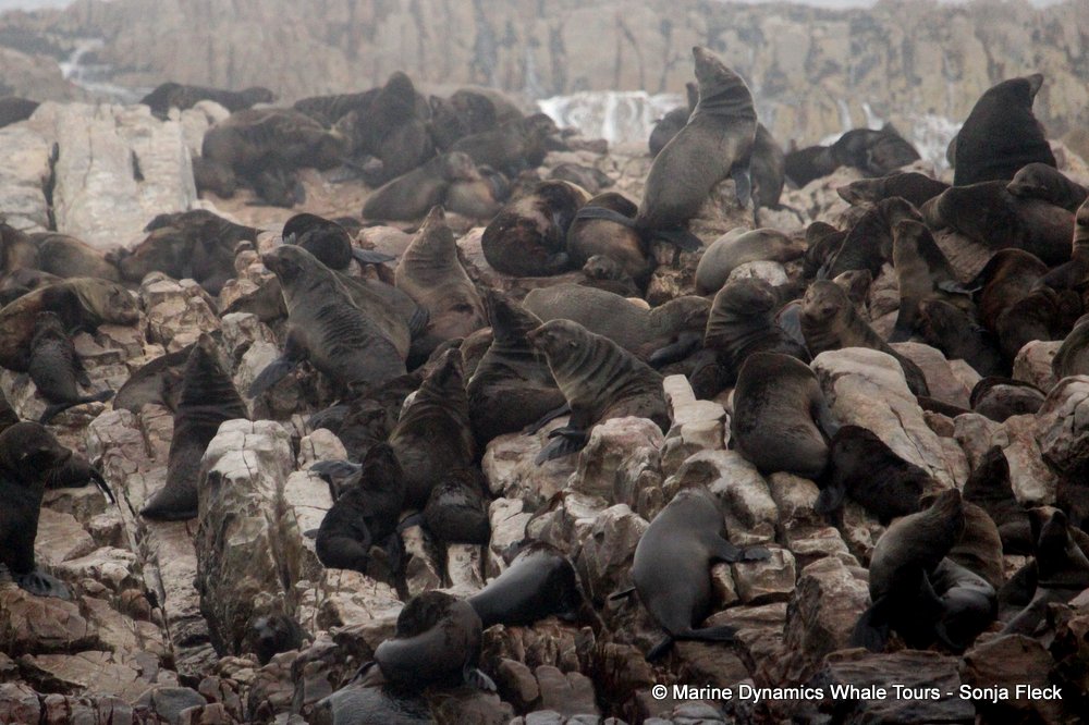 cape fur seal, whale watching, gansbaai, south africa