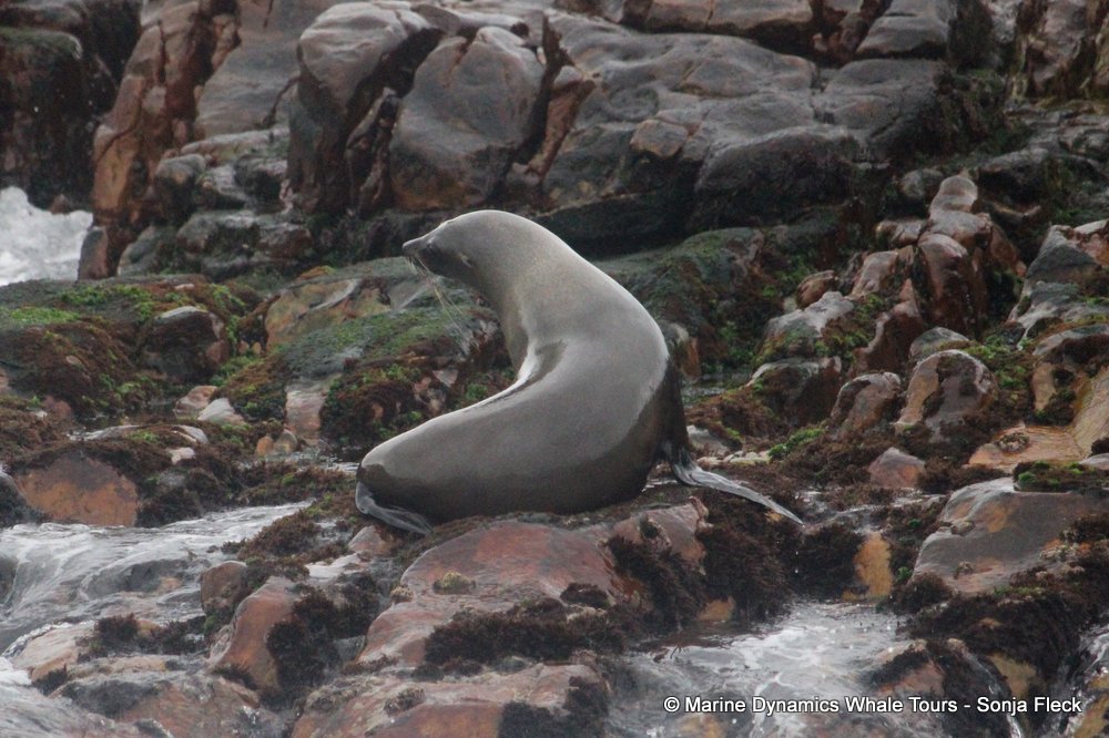 cape fur seal, whale watching, gansbaai, south africa