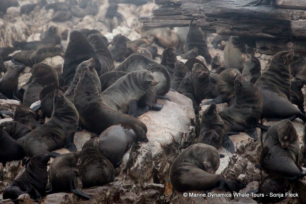 cape fur seal, whale watching, gansbaai, south africa