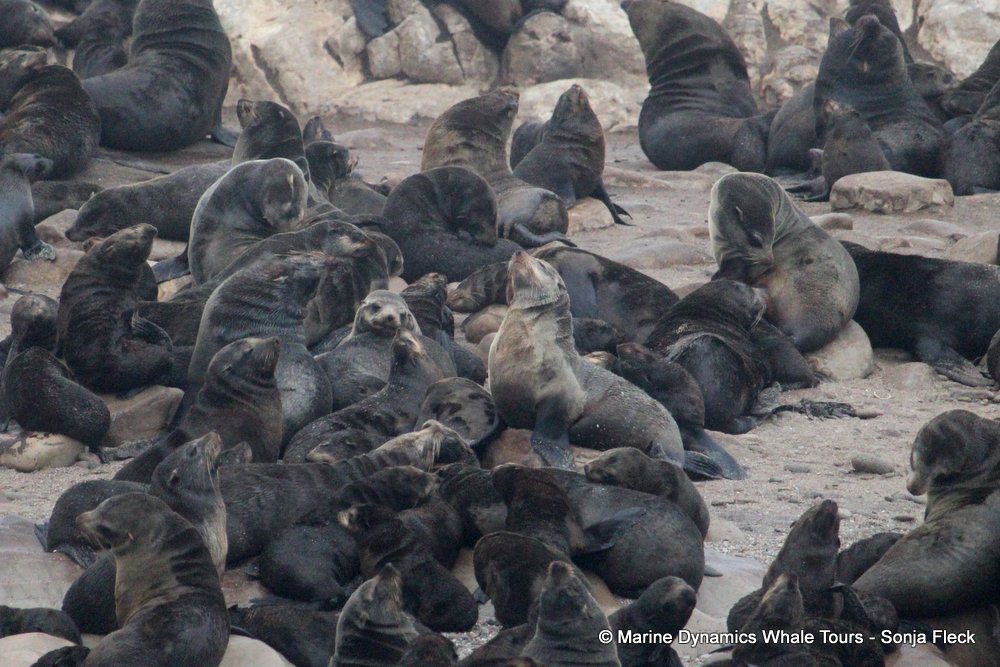 cape fur seal, whale watching, gansbaai, south africa