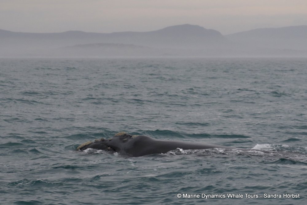 Southern right whale, whale watching, gansbaai, south africa,