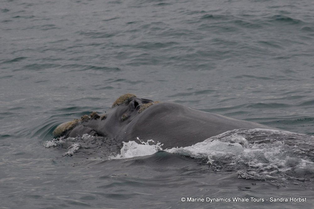 Southern right whale, whale watching, gansbaai, south africa,